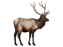 Rocky Mountain Elk